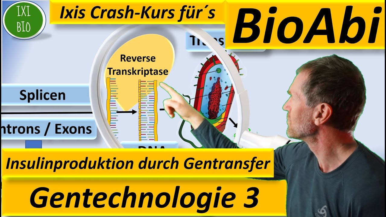 Gentechnik 3 - Gentransfer - gentechnische Insulinherstellung materialgest&uuml;tzt - Gentechnologie
