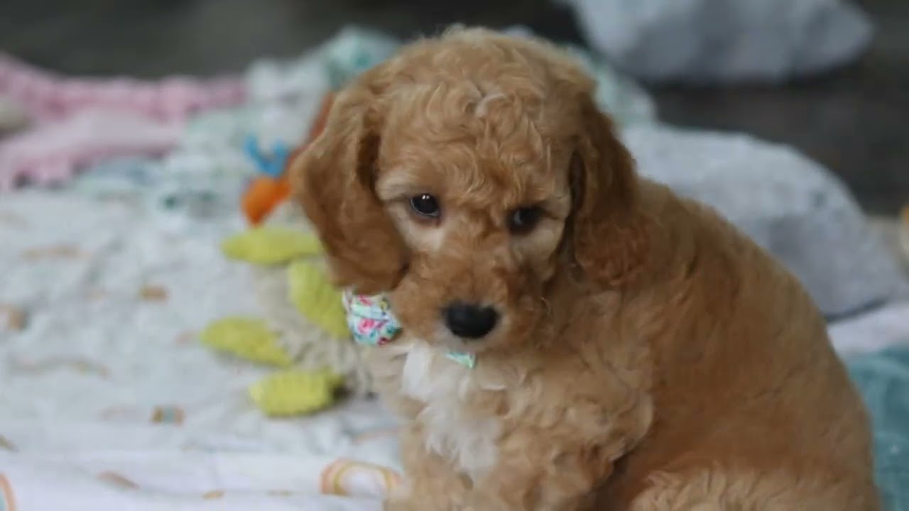 Odie