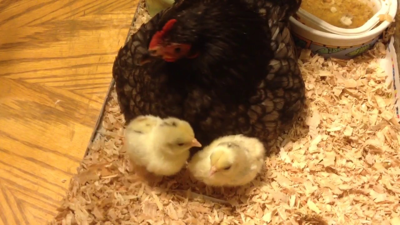 Serama Chicks, Male & Female , Part 2, PS... No Contest hehe