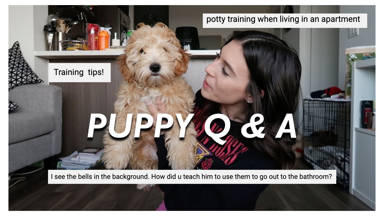 PUPPY Q&A | f1b mini goldendoodle crate training, potty training & how to train in an apartment!