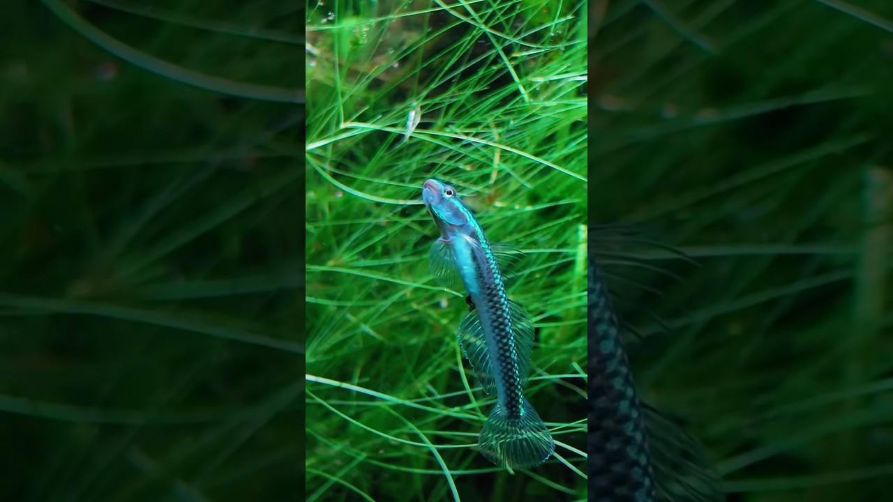 Bombastic side eye from blue stiphodon goby? 🤨 