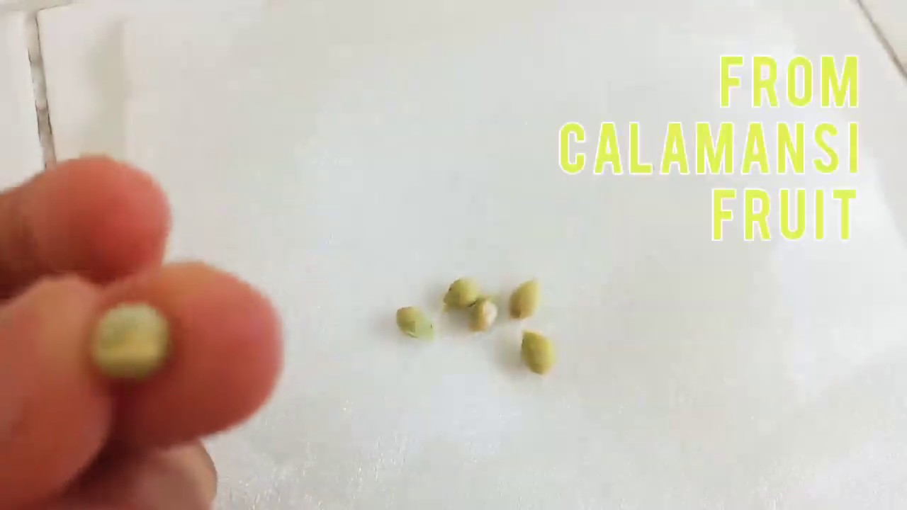 HOW TO GROW CALAMANSI SEEDS FROM FRUIT