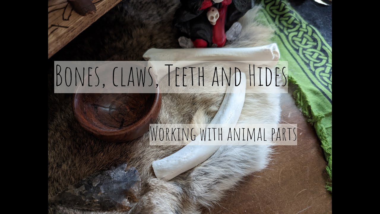 Bones, Claws, Teeth and Hides - Working with Animal Parts