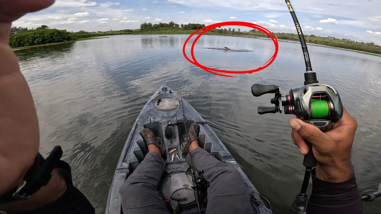 Quando esse peixe aparece na pescaria, o coração já acelera 
