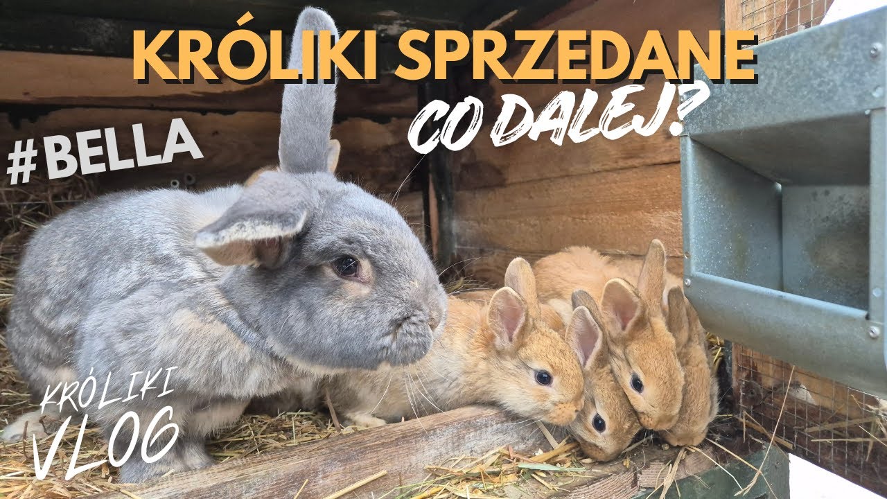 Sprzedałem króliki | Mała Jola zmienia lokum