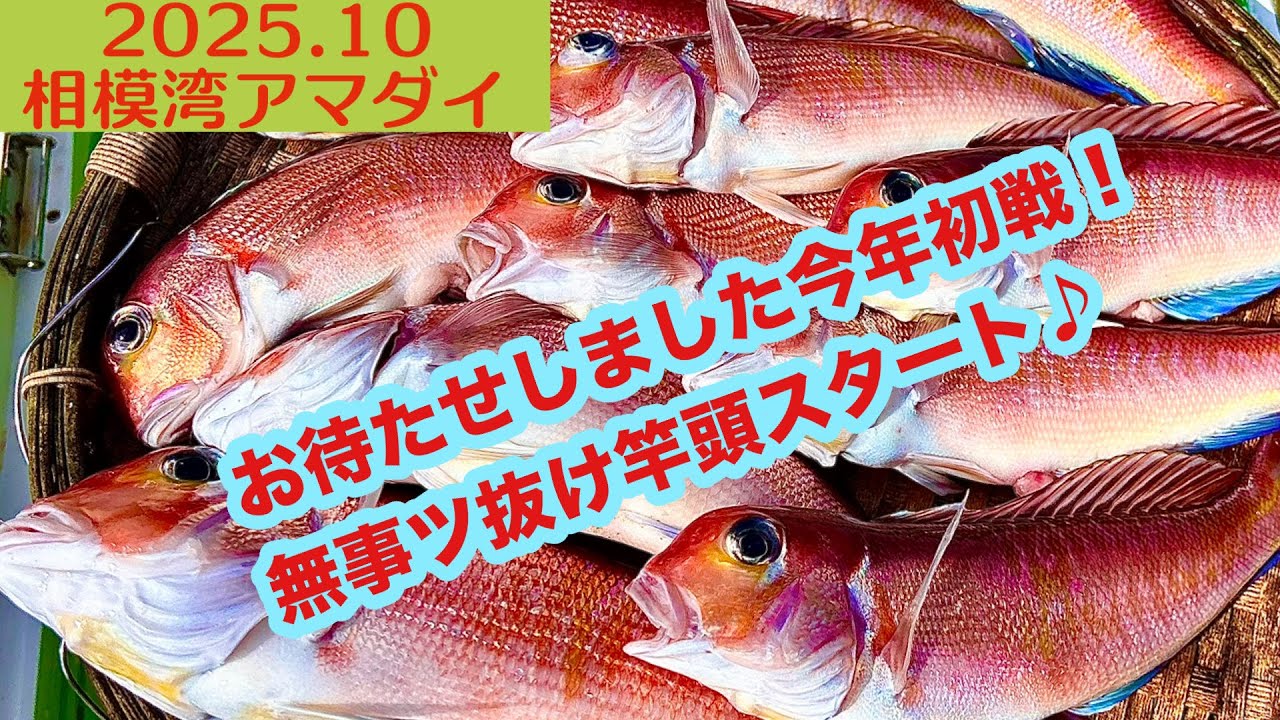 【2025.10】相模湾アマダイ！開幕からバシバシ、高位安定で好調(´∀｀)