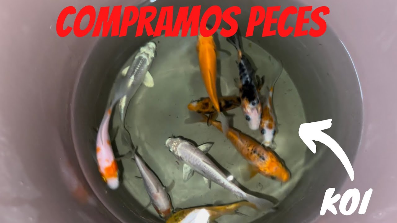 COMPRAMOS peces KOI