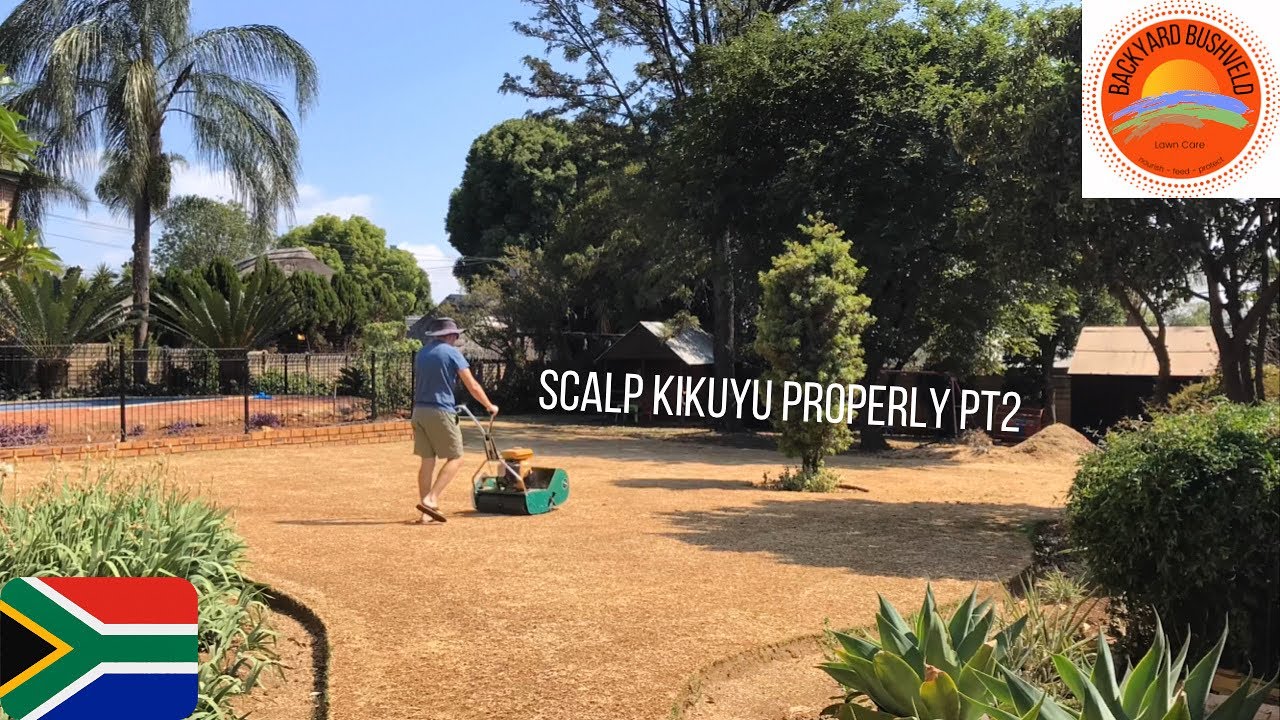 Scalping my kikuyu part 2 - just an update 1 week later