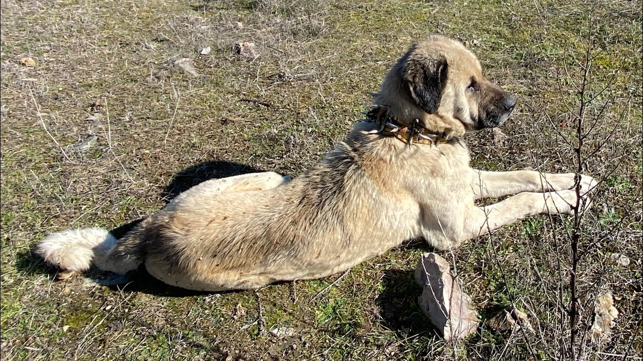 2 GECE ISSIZ ORMANDA KALAN KÖPEĞİM BİTKİN HALDE GERİ GELDİ !