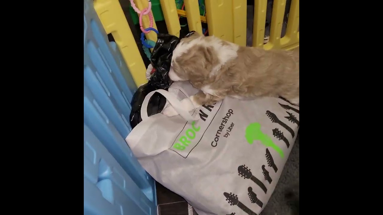 Celestial Skies mini bernedoodles novel exposure to noisy shopping bags