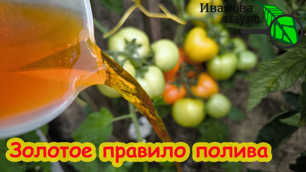2 ЗОЛОТЫХ ПРАВИЛА ПОЛИВА ТОМАТА. Никогда не поливайте томат в это время - можете лишиться урожая.