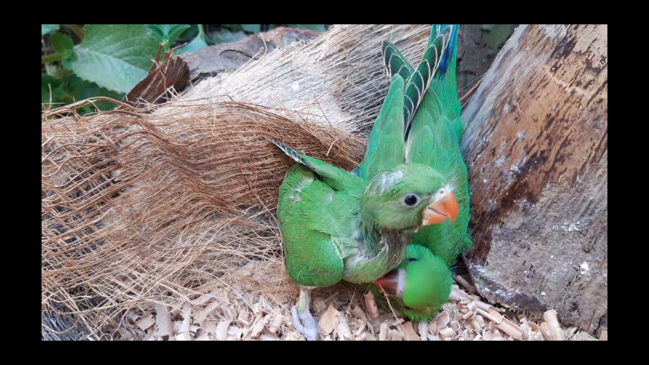 baby ringneck parrots  |  60 minutes Relaxing Nature Sounds Singing baby ringneck parrot