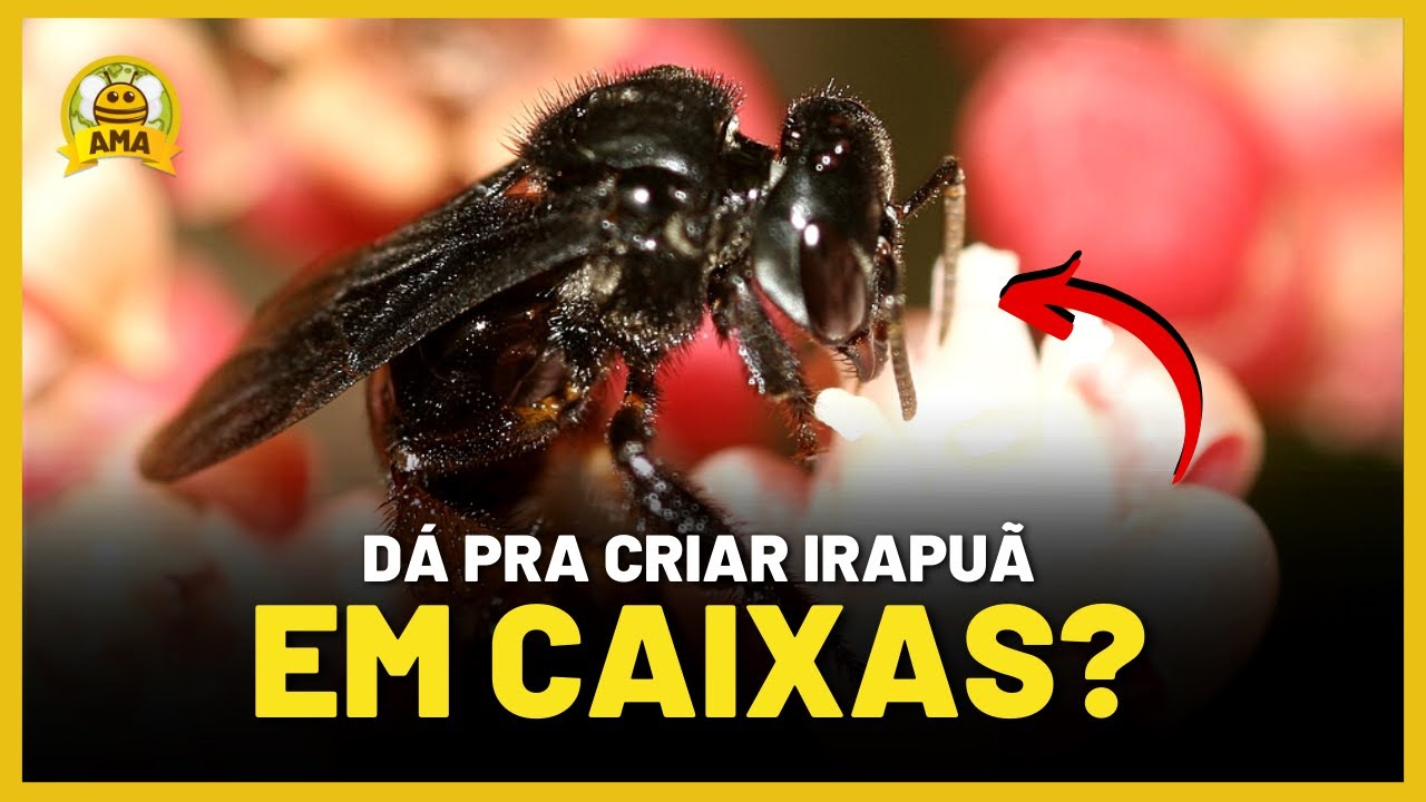 Irapuã em CAIXA RACIONAL! Dá pra ter no meliponario?