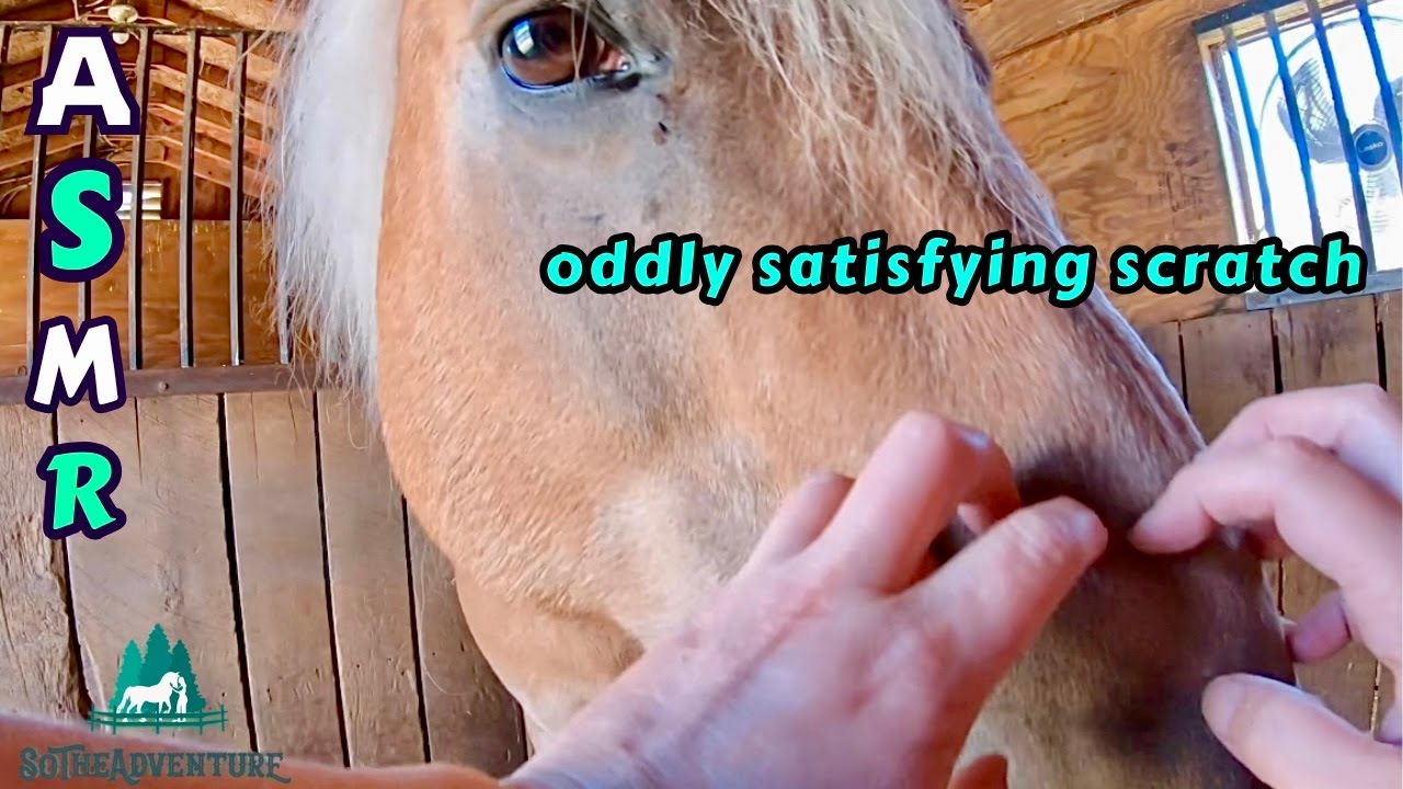Oddly Satisfying Horse Scratching ASMR | Calm Natural Sounds