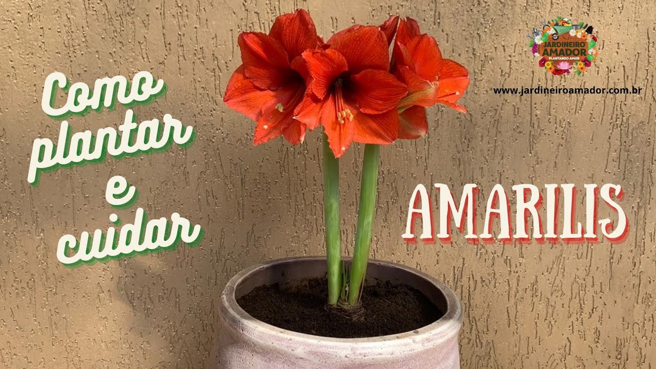 Passo a passo para saber como plantar amarílis em vaso