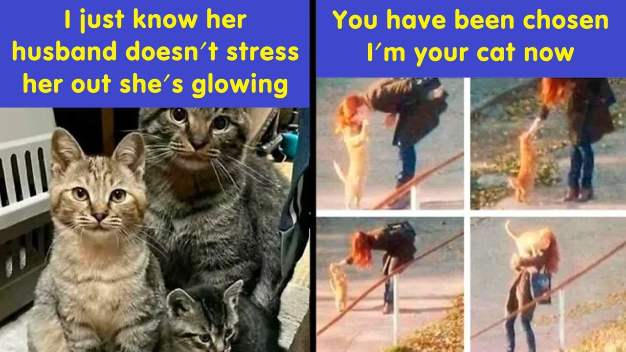 Funny Cat Memes That Prove Cats Are Way More Awesome Than Humans 😼🔥