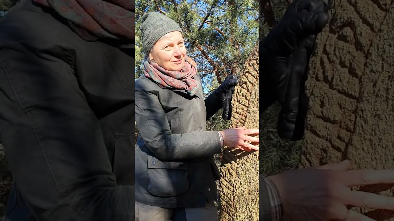 Några runstenar i Uppland