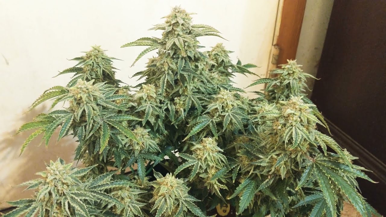 GELATO AUTO READY FOR HARVEST! #medicalcannabis #fastbudsgenetics