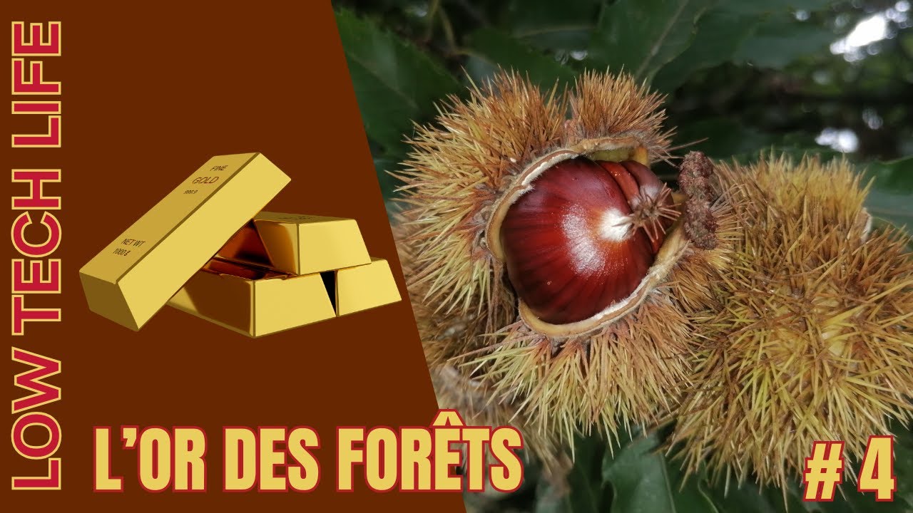 Crème de marrons à l’ancienne avec des châtaignes de la forêt. #lowtech