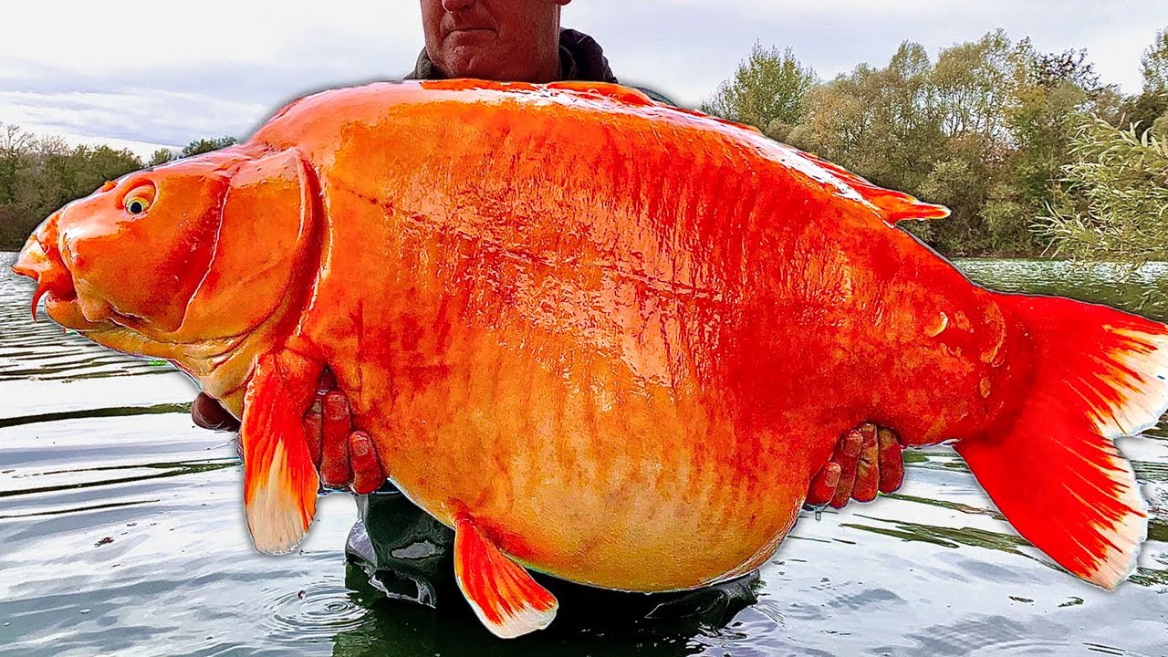 Goldfish die from literally anything