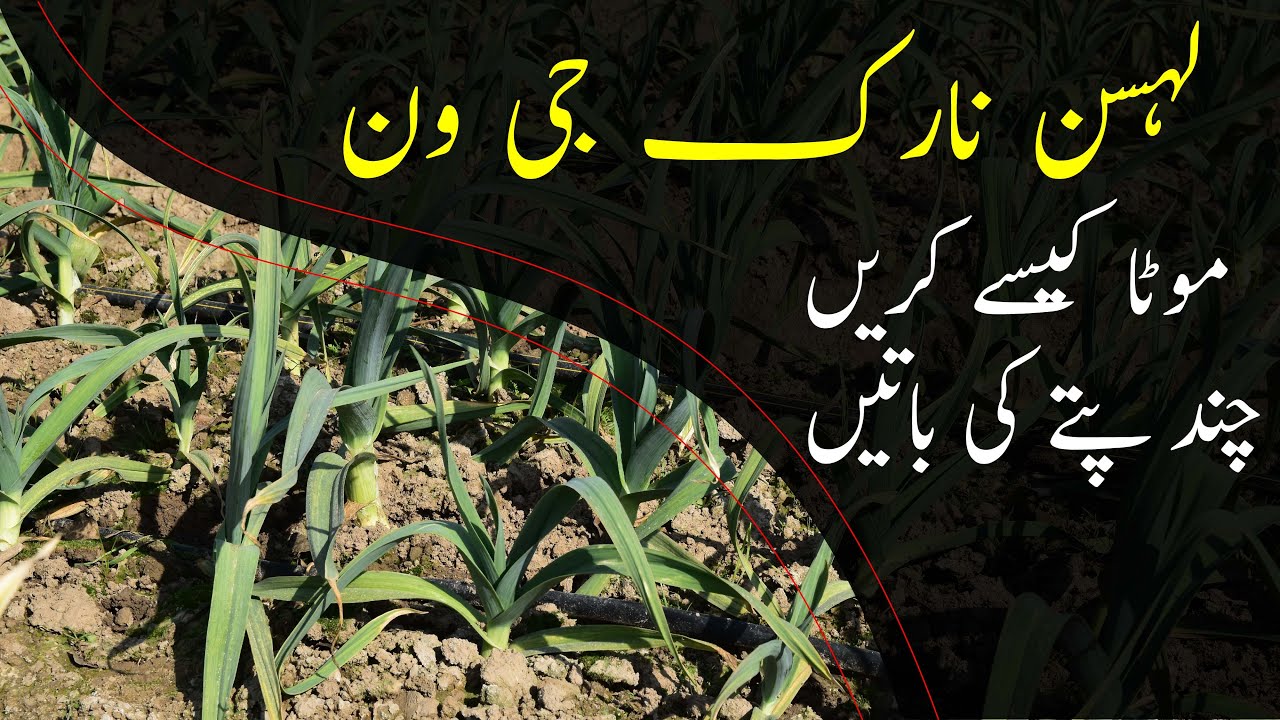 How to Increase NARC G1 garlic size|Nutritional requirement of G|نارک جی ون کا ساٸز کیسے بڑھاٸیں