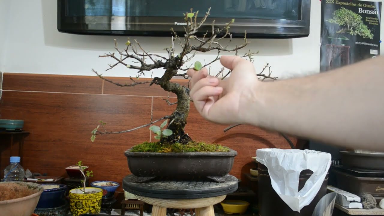 PREBONSAI DE ALCORNOQUE A BONSAI.TRASPLANTE.