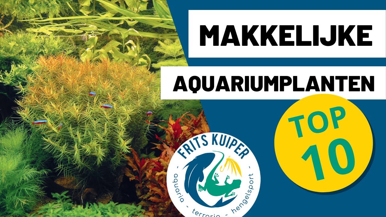 Makkelijke planten in je aquarium TOP 10 | FritsKuiperTV