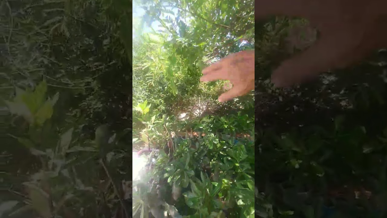Hoje foi um dia muito legal, silêncio, som da natureza. @Natureinharmony 