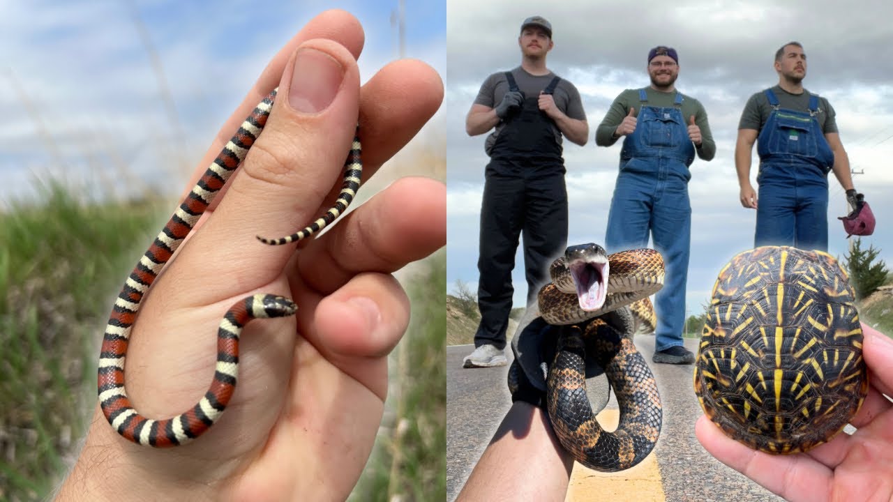 Looking for Every CREATURE in the Midwest | 5 Day Roadtrip to Oklahoma and Kansas