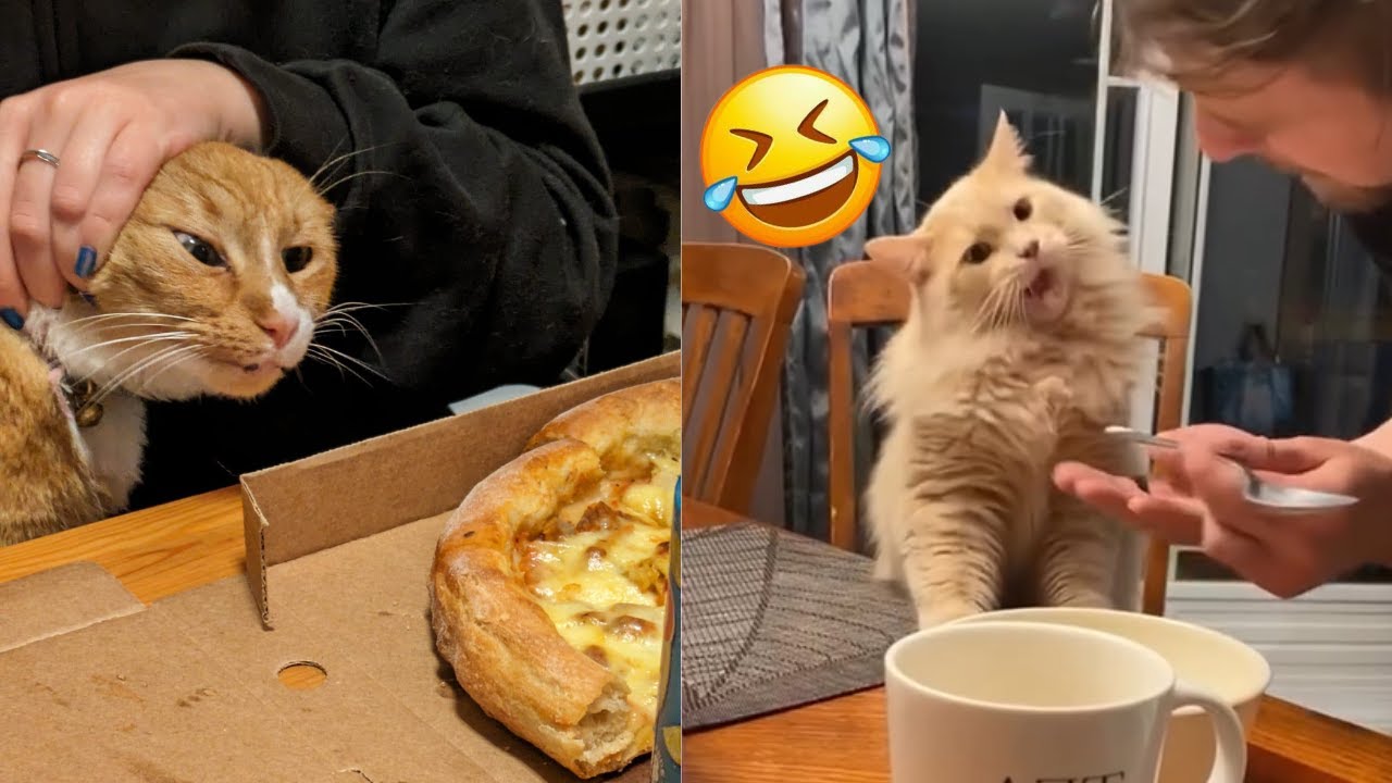 FUNNIEST CATS are the perfect Mood Booster! 😹Best CAT VIDEOS 2024🤣