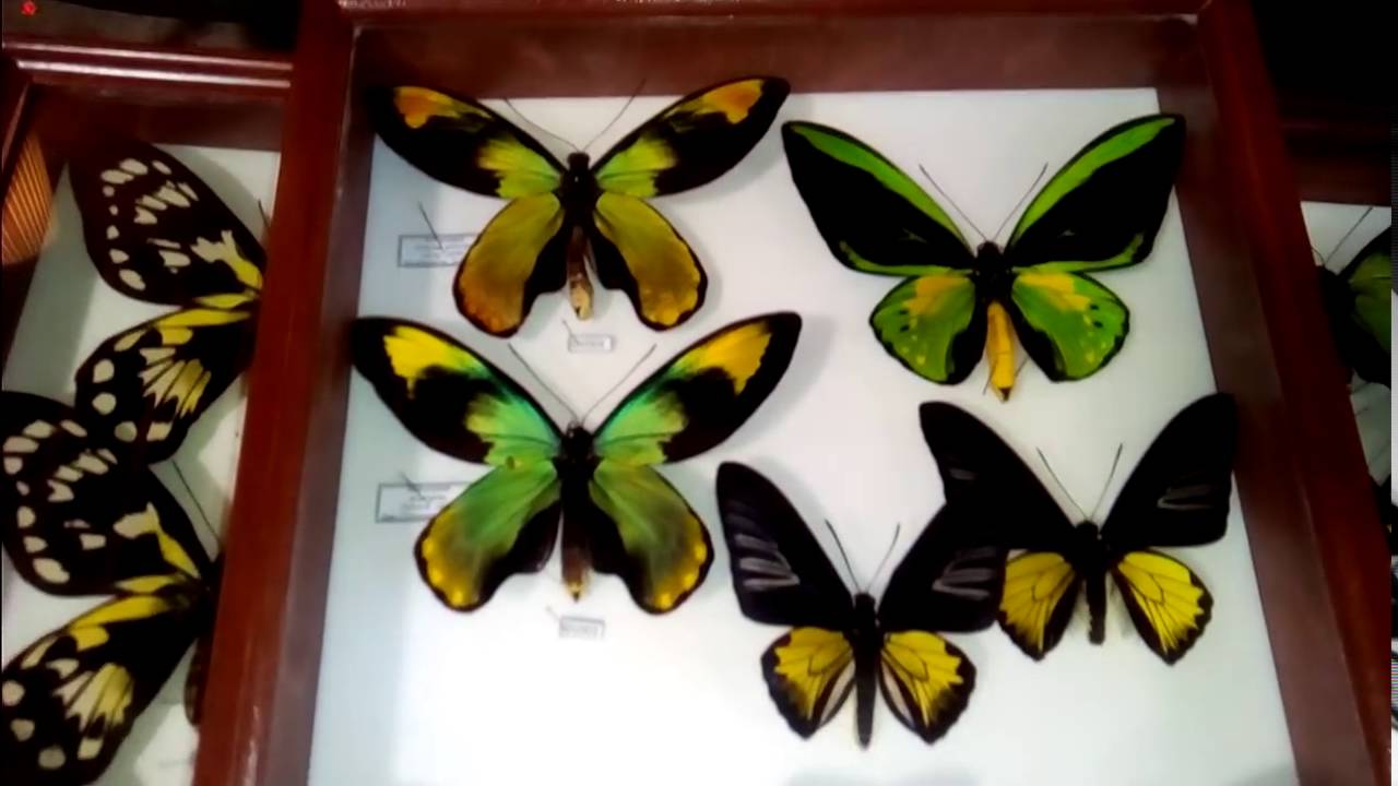 Moscow insect Fair - Lunkov Vladimir & Roman Levickiy