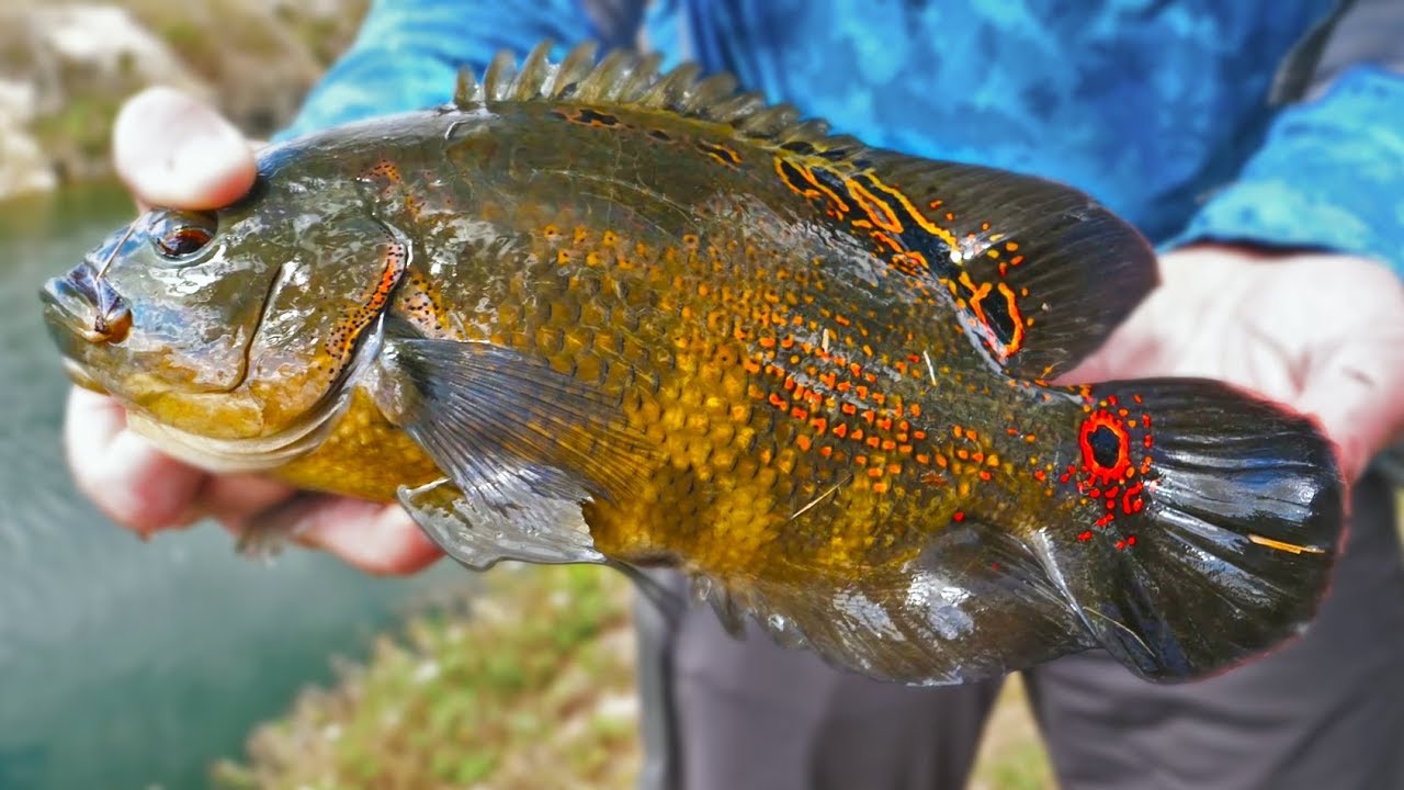Catching Crazy Looking Fish right in Miami | Field Trips Florida | Field Trips with Robert Field