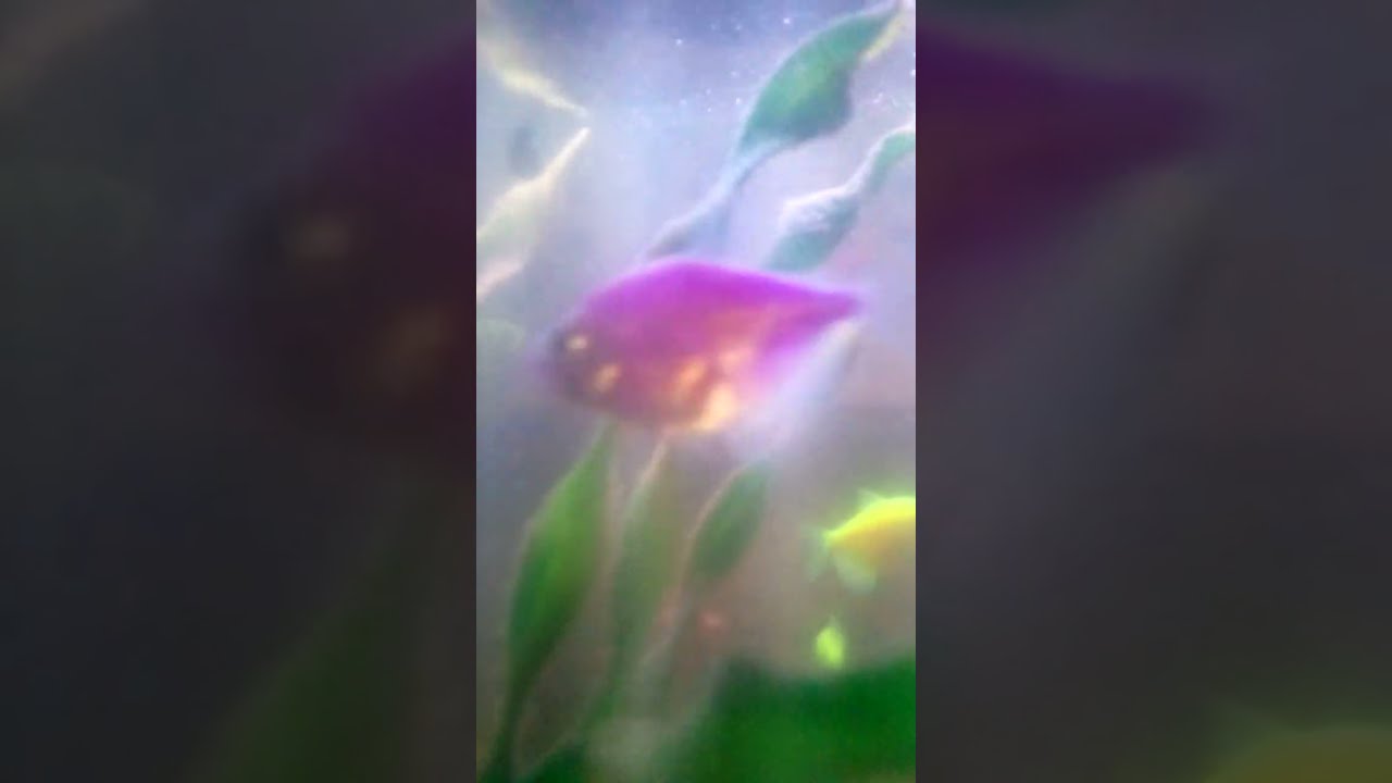 15 munit fish 