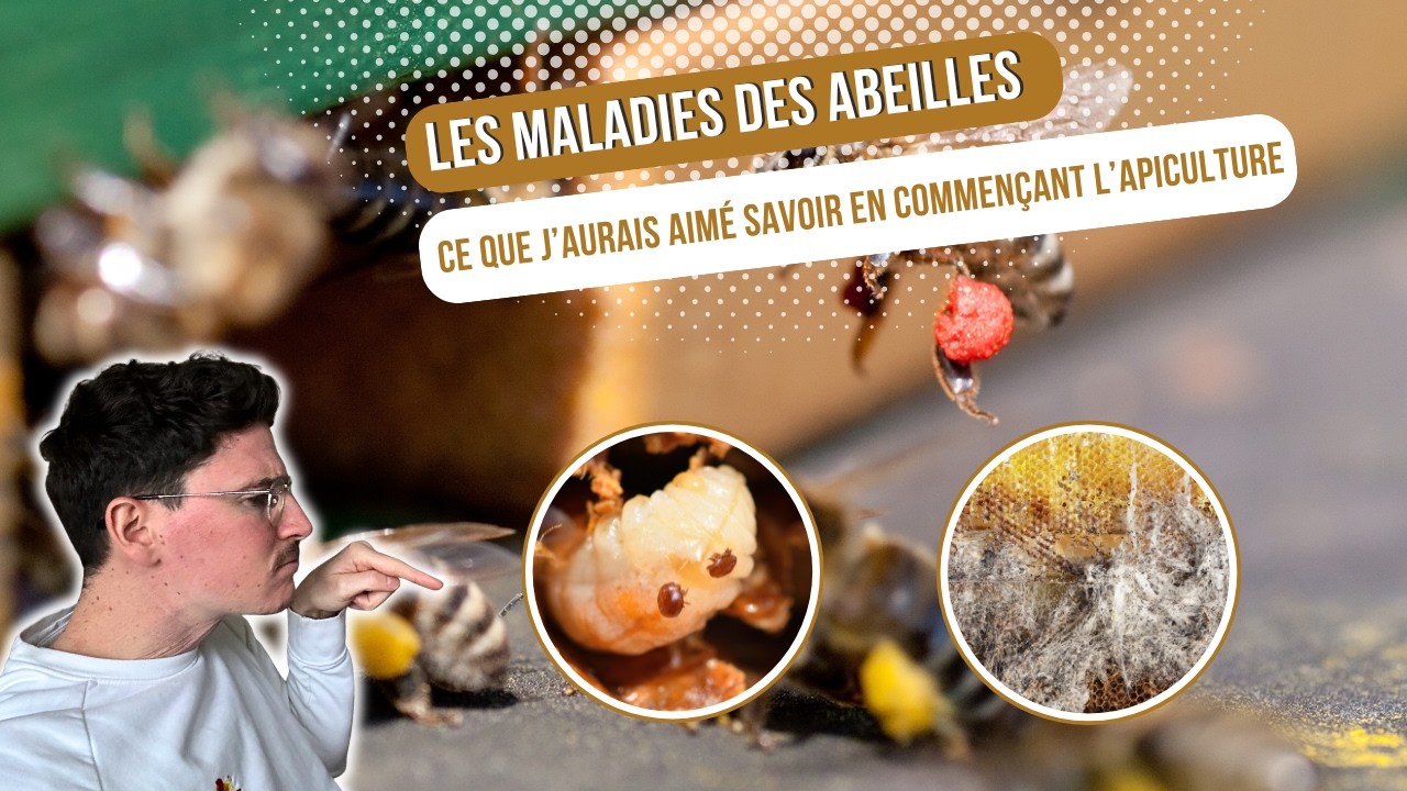Les Maladies des abeilles : ce que j’aurais aimé savoir en commençant l'Apiculture [S04E06]