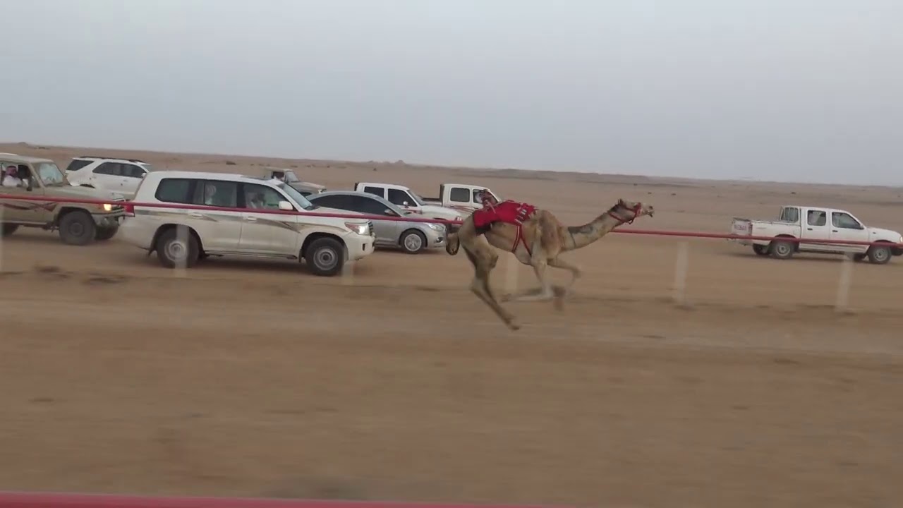 الجمعة ـ 23ـ1ـ1442هـ الشوط الرئيسي ثنايا وزمول 6كم