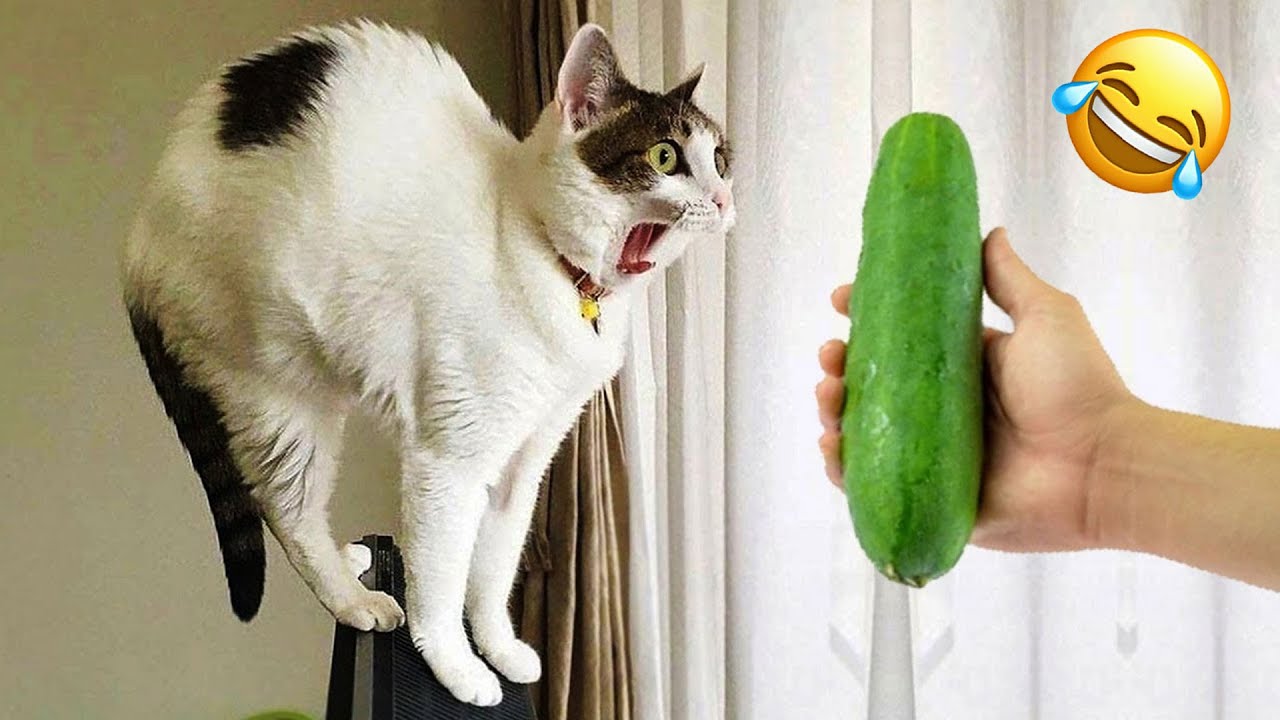 Funny Animals 2025 🤣 Very Funny Cats & Dogs Videos 🐱🐶 PART 5