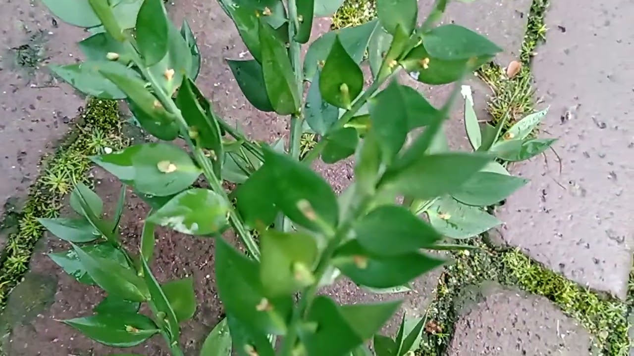 kerstgroen uit eigen tuin