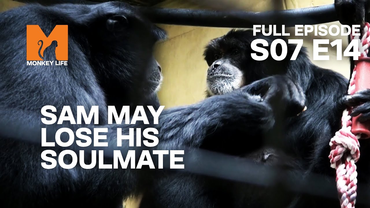 Sam's Losing His Sweetheart | Season 7 Episode 14 | Full Episode | Monkey Life