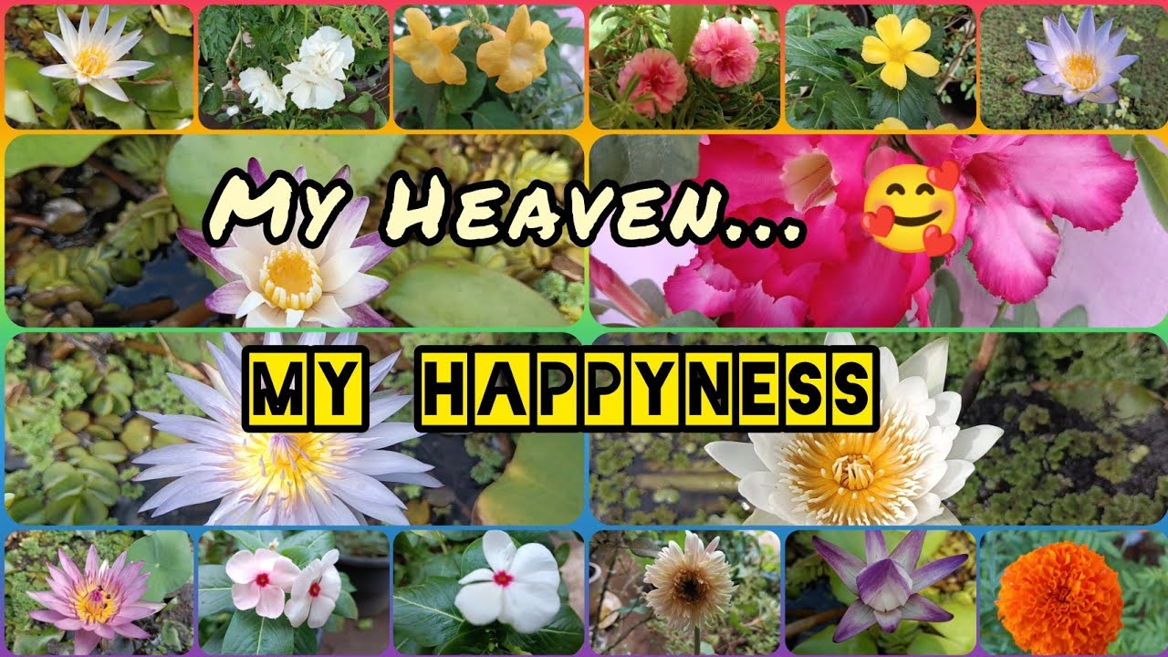 My garden flowers 🥰