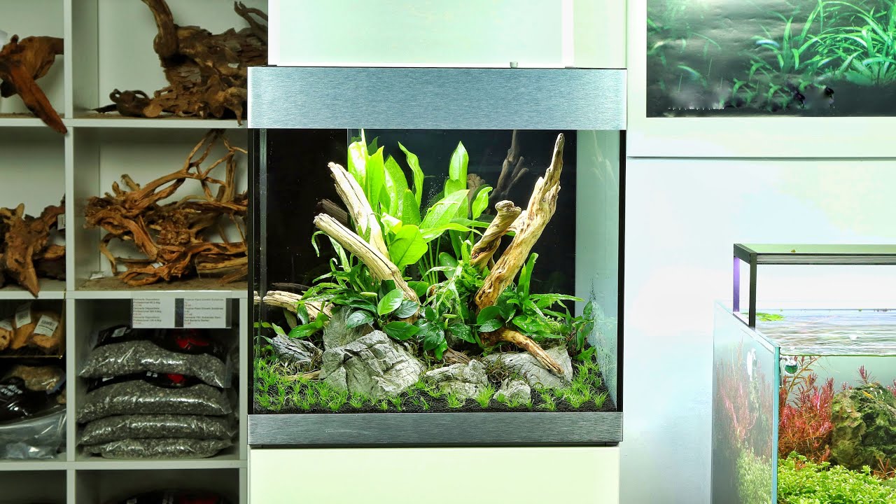 Aquascaping at Aquarium Gardens - OASE Highline 125 with Tropica Aquarium Plants