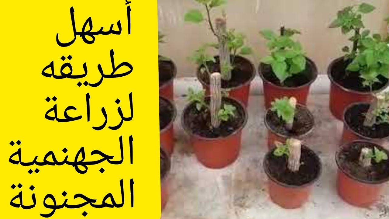 شاهد أسرار وخفايا المشاتل فى تعقيل نبات الجهنمية |  المجنونة | Bougainvillea