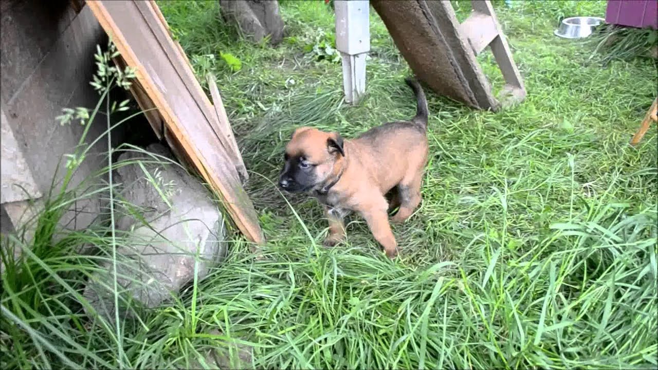 Chiots Berger Malinois âgés de 25 jours - Elevage Gaia Vlka