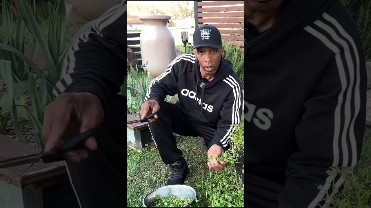 Turning Weeds into liquid Feed