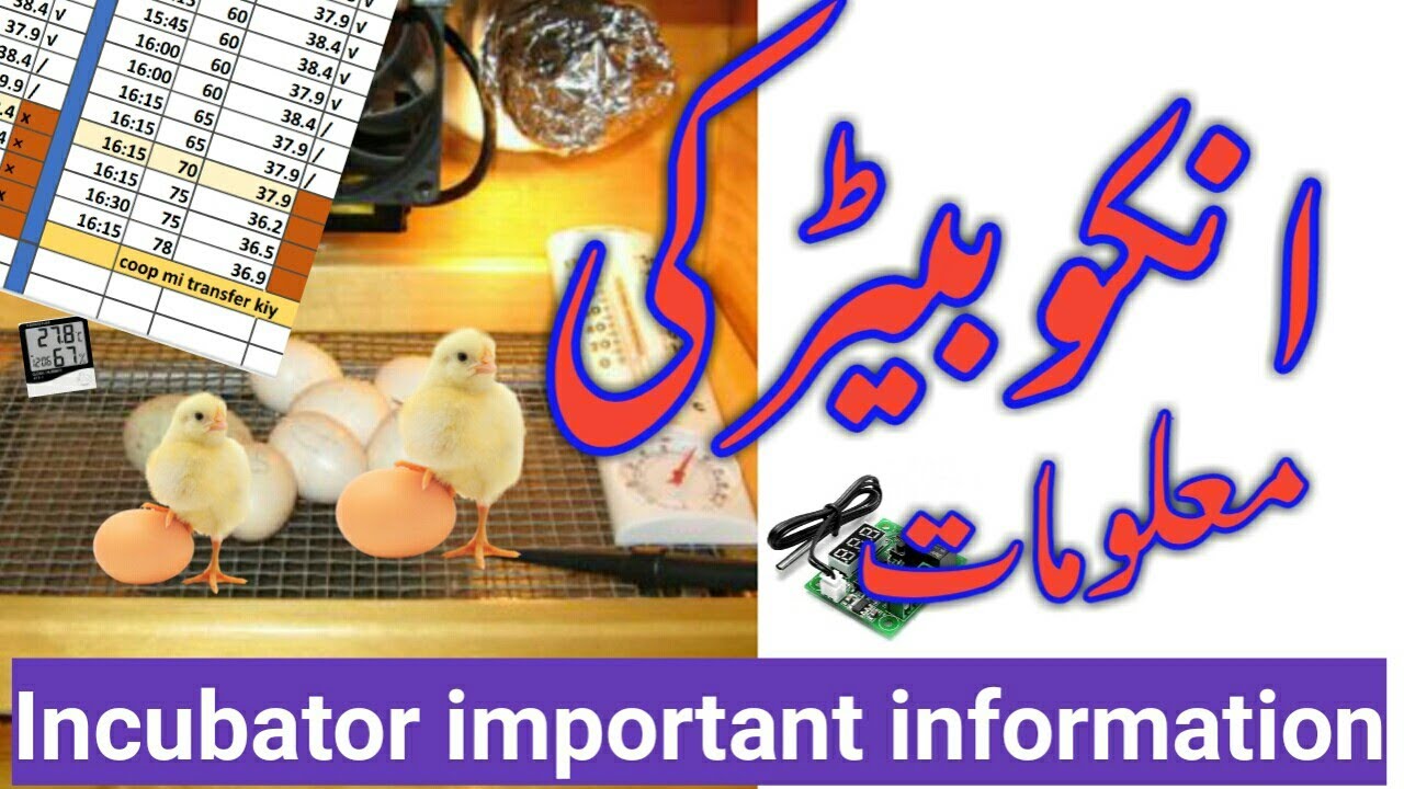 Incubator important information Urdu/hindi