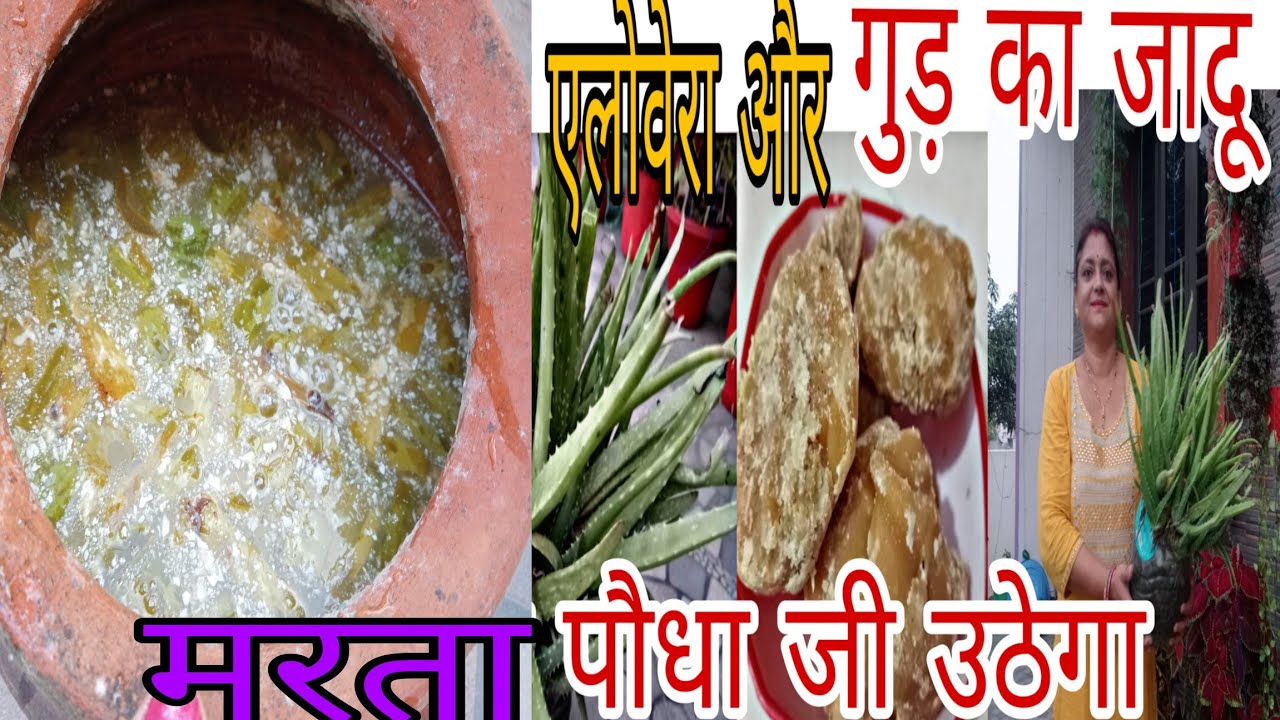 aloe vera (एलो वेरा), गुड़,(jaggery) से बना ऑर्गेनिक फर्टिलाइजर, कीटनाशक #fertilizer #gardening