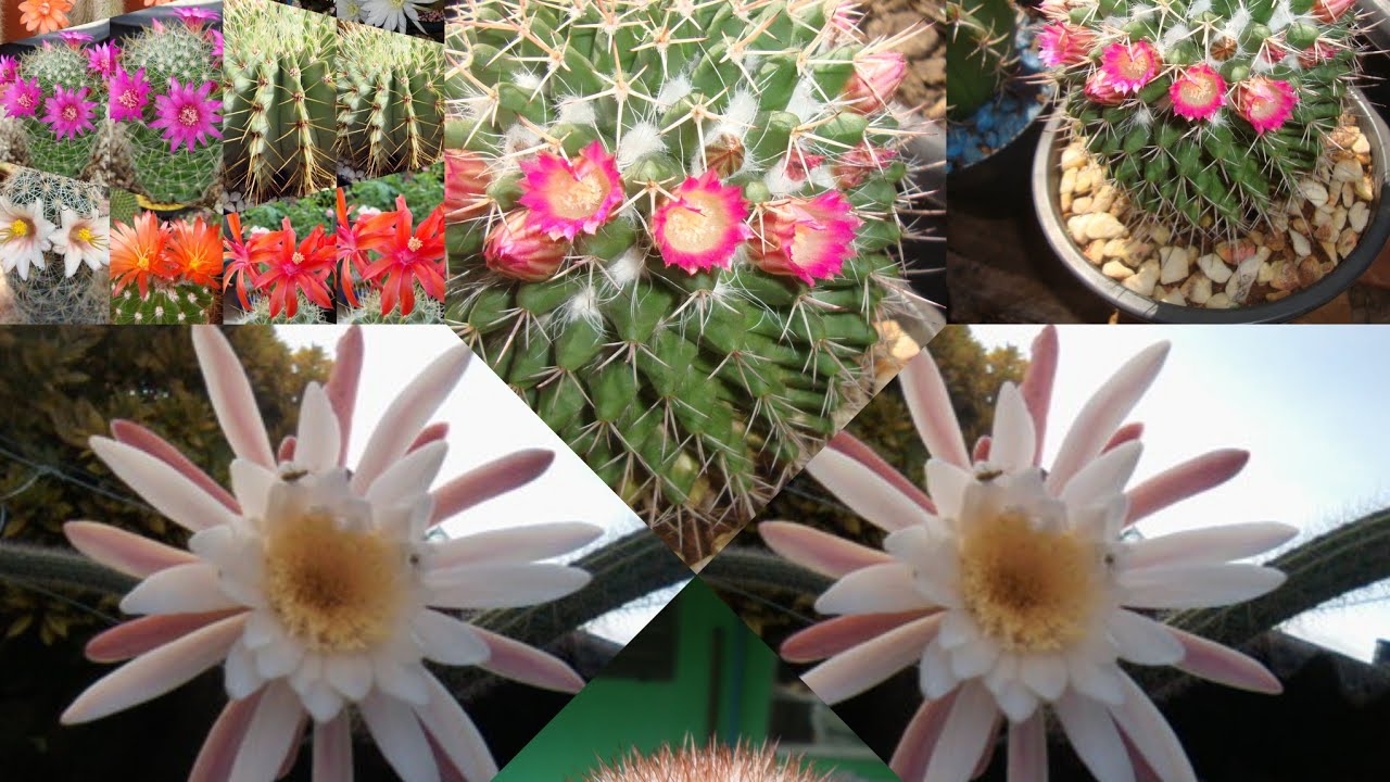 Cactos tão Lindos Que é Impossível Passar sem Admirar: 