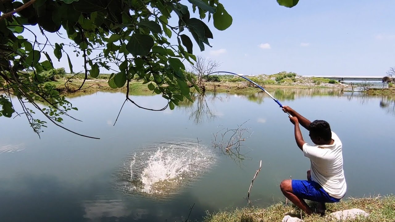 incredible fishing | professional fisher man catching Black rohu fishes | Village fishing