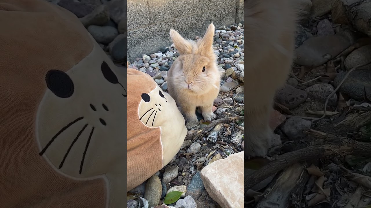 Rest with bunny 🥔🐰🌸#spring