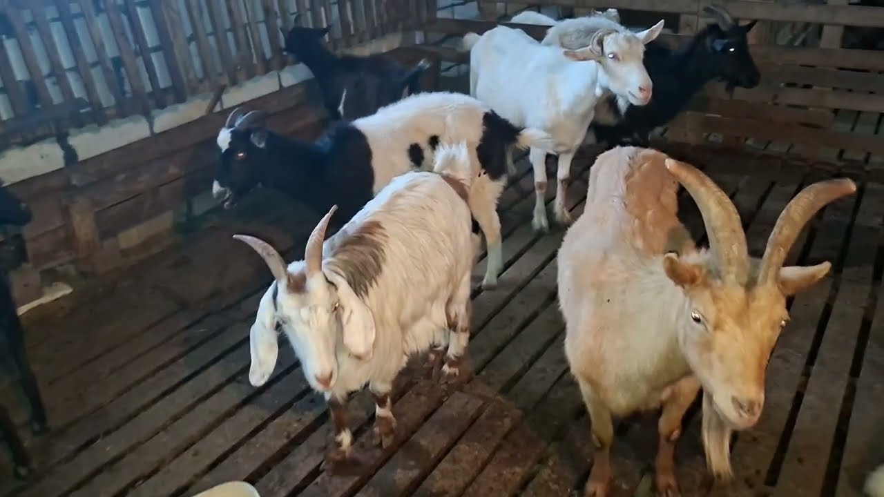 Yeni tövləmiz və boğaz keçilərin son iki ayda baxımı.