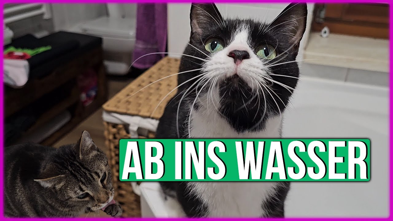 Katzen und Wasser, wie passt das zusammen?